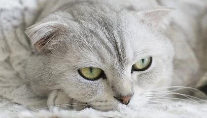 开云在线-前锋伤退+门将失误+越位误判 杯具枪手遭曼城重击