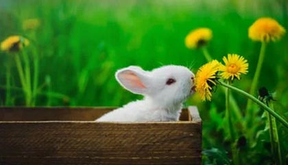 开云在线-前锋伤退+门将失误+越位误判 杯具枪手遭曼城重击